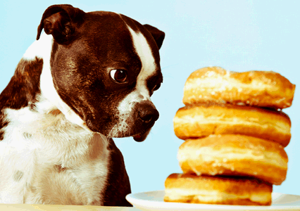 Чем нельзя кормить собак и кошек